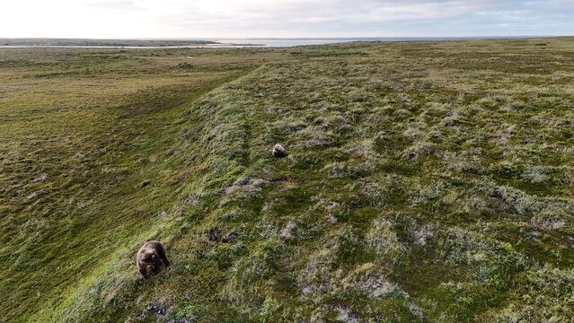 Two wild Alaskan brown grizzly bears walking on a trail through the Alaska tundra.
