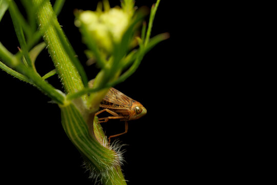 A leafhopper sits motionless in the garden