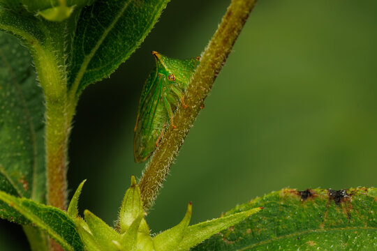 A cleverly camouflaged Buffalo Treehopper
