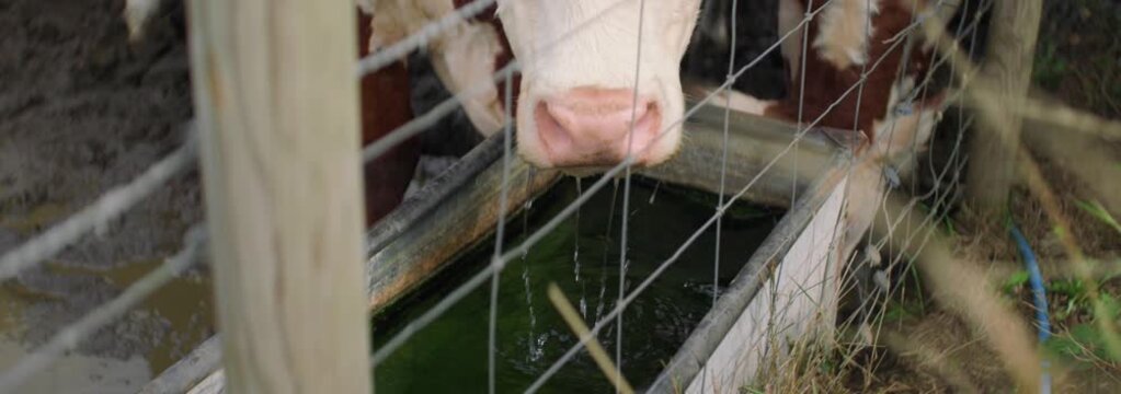 Close-up of brown and white cow drinking from a water trough and licking its nose on an overcast summer day in East Yorkshire, England