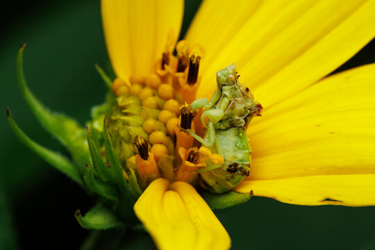 Jagged Ambush Bug sits motionless on yellow flower