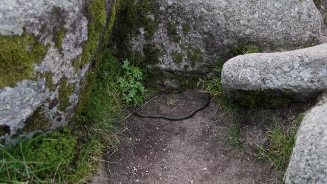 Adder slitherng around the summit of Loch Nagar