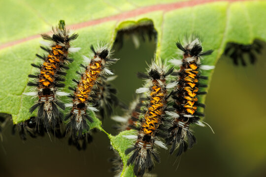Milkweed Tussock Moth Caterpillars on milkweed leaf