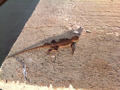 Amazon lava lizard (Tropidurus torquatus) - photo for wildlife educational articles, herpetology blogs, and nature documentaries