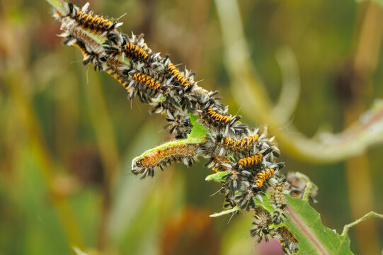 Milkweed Tussock Moth Caterpillars on milkweed leaf