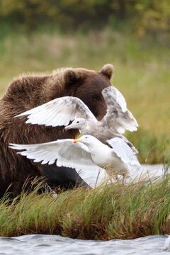 A large brown grizzly bear loos through the wings of a seagull on the Alaskan tundra next to a river in the wild.