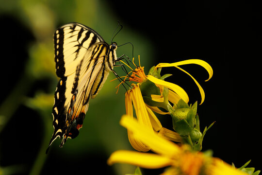 Eastern Tiger Yellowtail on cup plant flower
