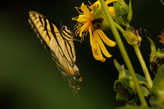 Eastern Tiger Yellowtail on cup plant flower