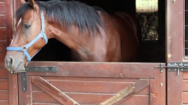 Front-facing view of bay horse inside wooden stable, extending head over weathered halfdoor while wearing blue halter, ears alert and white star on forehead, with horse, bay, equine, stable detail
