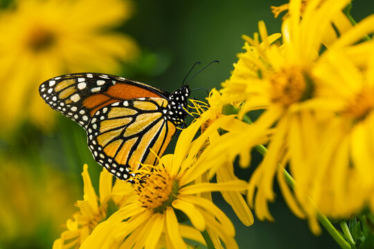 Monarch butterfly on cup plant flowers