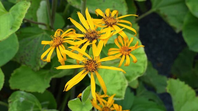 Ligularia dentata flowering plants also known as the summer ragwort or leopardplant is a species in the family Asteraceae, native to China and Japan.