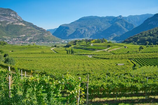 vigneti della vallagarina in trentino