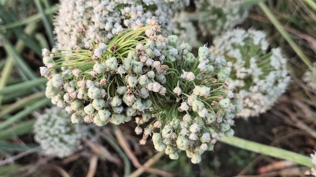 Kadam Style Onion Flower Heads and Seed Pods in Field Commercial Video
