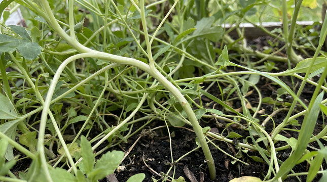 Young green vegetable stems growing from dark mulch soil demonstrate early plant development in a sustainable backyard garden or small scale farm.