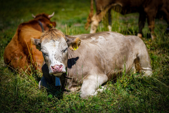 Resting Cow in an Alpine Pasture, Grindelwald, Switzerland