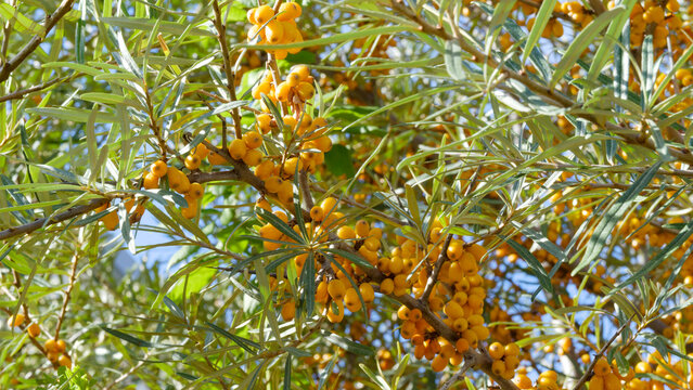 Sea buckthorn tree (Hippophae rhamnoides) with silvery-green foliage on thorny branches adorned with clusters of small bright orange oval berries (hippophae fructus) that hug the stems 
