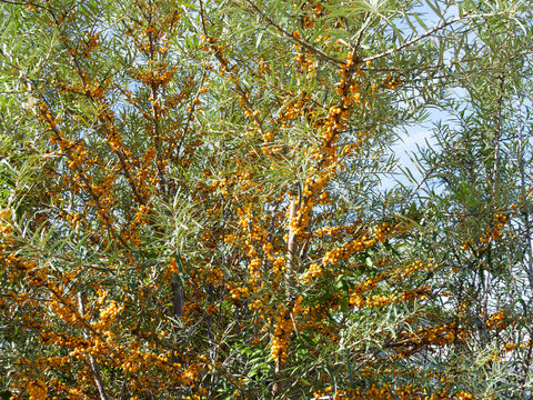Hippophae rhamnoides - Sea buckthorn, multi-stemmed shrub with spreading thorny branches covered with narrow, lanceolate silvery-green leaves and adorned with clusters of bright orange oval berries