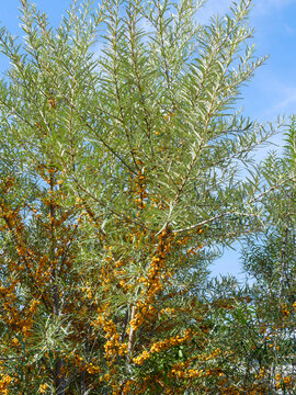 Sea buckthorn or Hippophae rhamnoides, multi-stemmed shrub with thorny upright branches and slender shoots covered with silvery-green leaves and clusters of bright orange berries