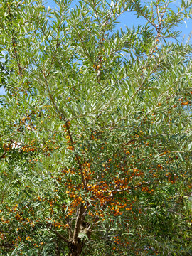 Hippophae rhamnoides | Sea buckthorn - Sea berry - Swallowthorn - Siberian pineapple. Upright shrub with silvery green foliage and glowing orange berries (hippophae fructus)on thorny branches