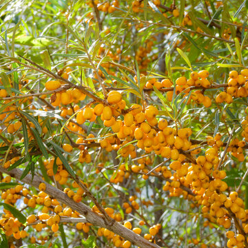(Hippophae rhamnoides) Sea buckthorn shrub with slender branches bearing lanceolate green leaves covered in silvery scales ignite with masses of clusters of oval bright orange berries 