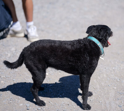 Black Dog Walking on Gravel Mountain Path in Grindelwald, Switzerland