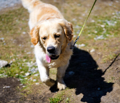 Golden Retriever on a Mountain Trail in Grindelwald, Switzerland