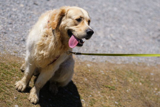 Golden Retriever on a Mountain Trail in Grindelwald, Switzerland