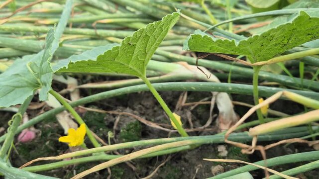 Spreading Musk Melon Vine Vegetative Growth Stage Field Commercial Video