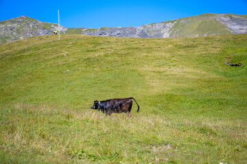 Cow grazing in an alpine meadow in Grindelwald, Switzerland © Cherish