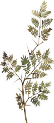 Watercolor green acacia branch with thorns botanical illustration © BASILACA
