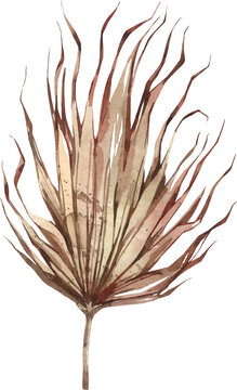 Watercolor dried fan palm leaf tropical boho botanical clipart