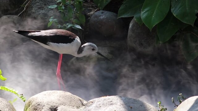 Black-winged stilt wading in a misty tropical pond surrounded by smooth rocks and lush green foliage