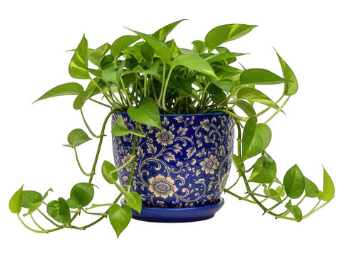 Vibrant pothos plant in blue ceramic pot isolated on transparent background