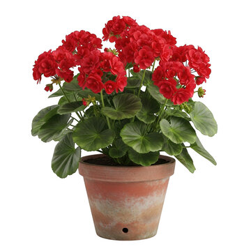 Vibrant red geraniums in terracotta pot isolated on transparent background