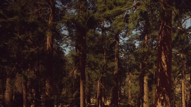 In a peaceful forest, sunlight dances through the tall pine trees, casting gentle shadows on the ground. Nature thrives quietly, creating a perfect escape from the hustle of daily life.