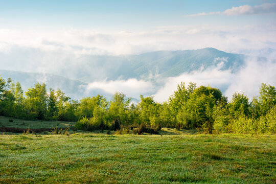 mountain field in morning light. countryside springtime background with view in to valley in fog behind the forest on the grassy hill. fluffy clouds on a bright blue sky. nature freshness concept