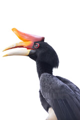 Rhinoceros hornbill bird showing its colorful casque and sharp beak while looking to the side. © wannasak