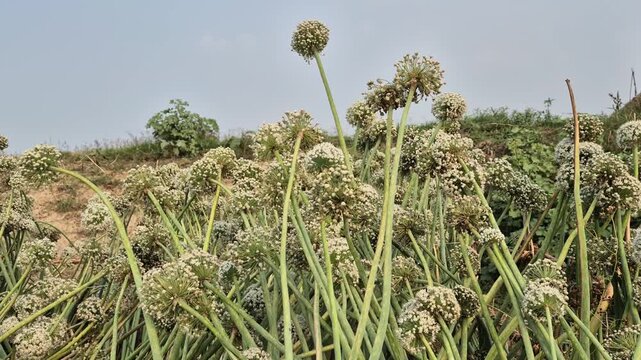 Onion Seed Flower Umbels and Seed Formation Stage Wide Field View Video