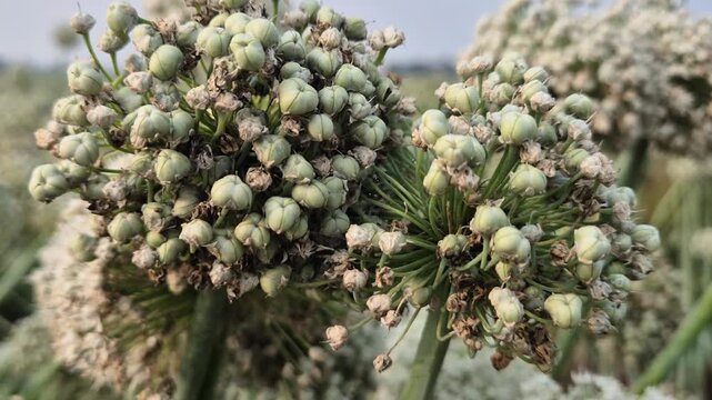 Onion Seed Pods and Developing Seeds in Umbel Macro Close Up Field Video