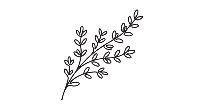 thyme sprig line art illustration, botanical drawing for culinary