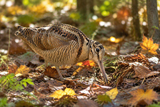 Woodcock bird foraging in forest clearing with long beak, autumn colors in natural habitat.