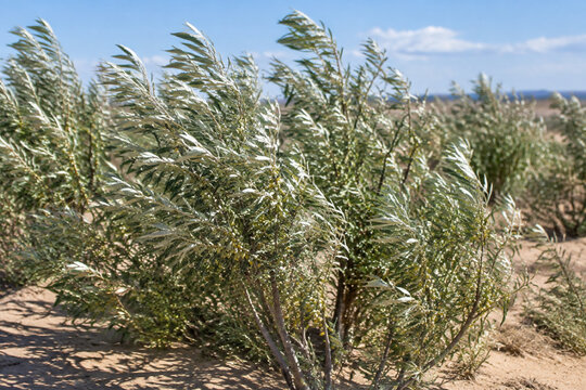 Oleaster shrubs with silvery leaves growing in sandy, arid soil.