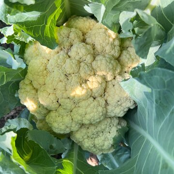 Fresh organic cauliflower head growing with green leaves in the garden field