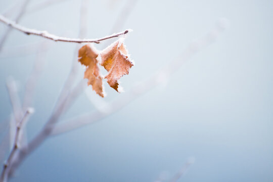 Frost-covered trees with yellow leaves in winter forest at foggy sunrise. Macro image. Beautiful winter nature