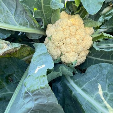 Fresh cauliflower head growing in an organic vegetable garden with green leaves