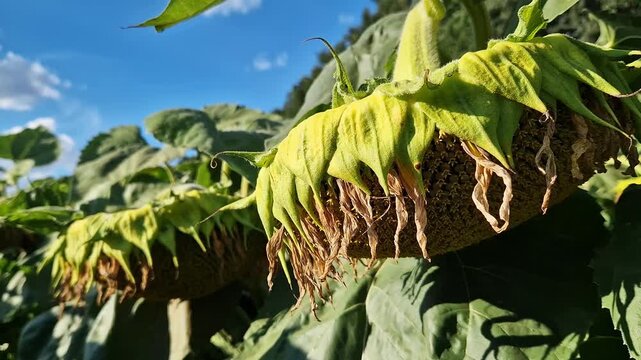 Ripe sunflower in the field. Close-up of a large sunflower inflorescence bent under the weight of seeds. A basket of sunflowers with withering yellow petals, ready to be threshed, agriculture, harvest