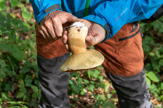 Mushroom examination in the forest