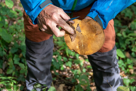 Mushroom examination in the forest