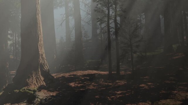 Golden rays of sunlight break through the dense mist, illuminating towering trees in a serene forest. The tranquil ambiance invites a peaceful connection with natures beauty.