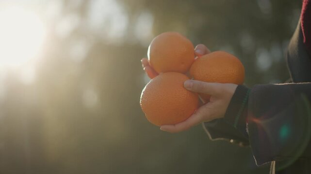 Close up of person hands holding three oranges against soft sunlight with blurred natural background. subject adjusts grip on fruit emphasizing their texture and round shape. Warm light